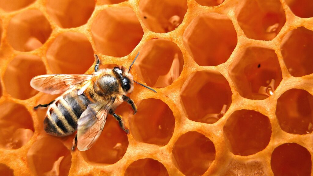 Honey bees have spiritual meaning