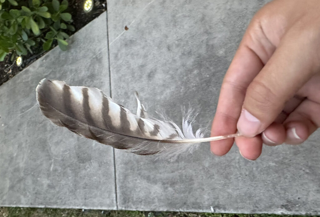 A hawk's feather