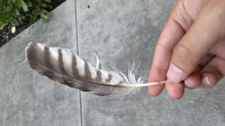 A hawk's feather