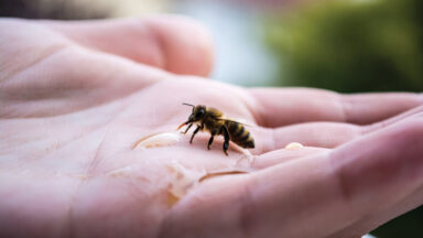 Honey bee landing on you